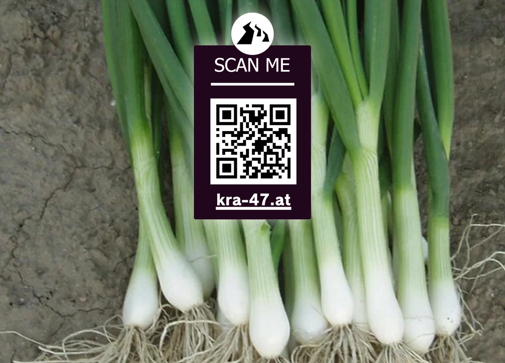 Поле лука Kraken Onion